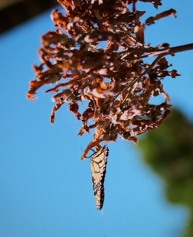 A monarch butterfly doing its best to not let me get its picture. It’s attached to the arm that shot out of one of our succulents. 