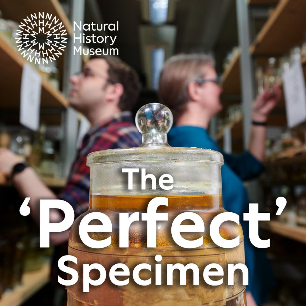 Blurred background is a colour photograph of two people (on the left one in checked red/blue/white shirt and glasses, on the right one in blue shirt with blue glasses) looking at specimens in jars on shelves. In the foreground in focus is a large old fashioned looking specimen jar with an unidentifiable specimen within it. Over this the title of the podcast 'The "Perfect" Specimen is written in white text. In the top left hand corner the Natural History Museum logo appears in white. 