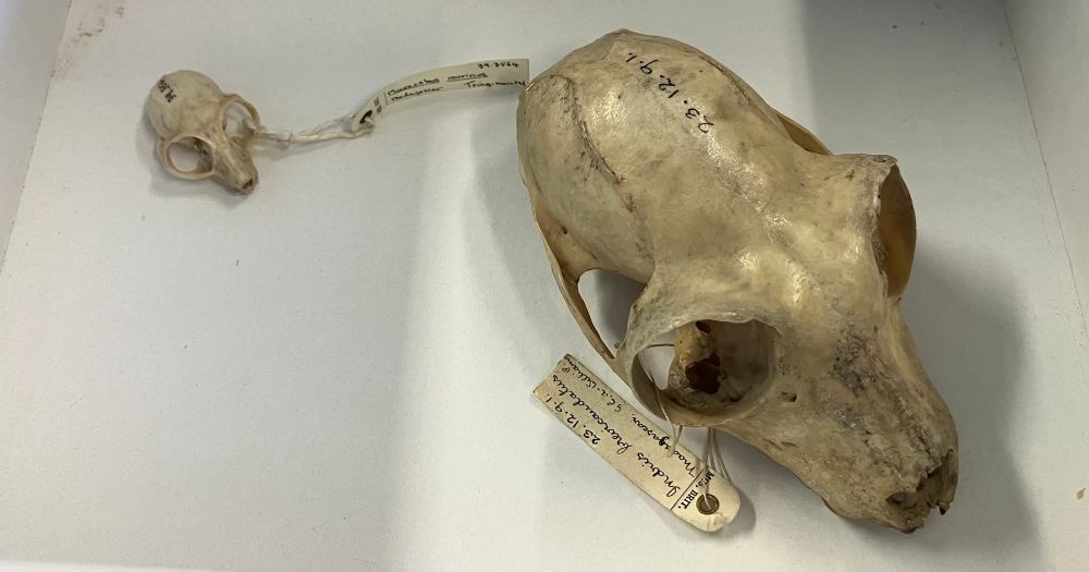 White background with two skulls, cream/off white in colour. One is small, the size of a cherry tomato, with large eye sockets. The other is the size of an elongated grapefruit. The small is a mouse lemur, the large is an indri. 