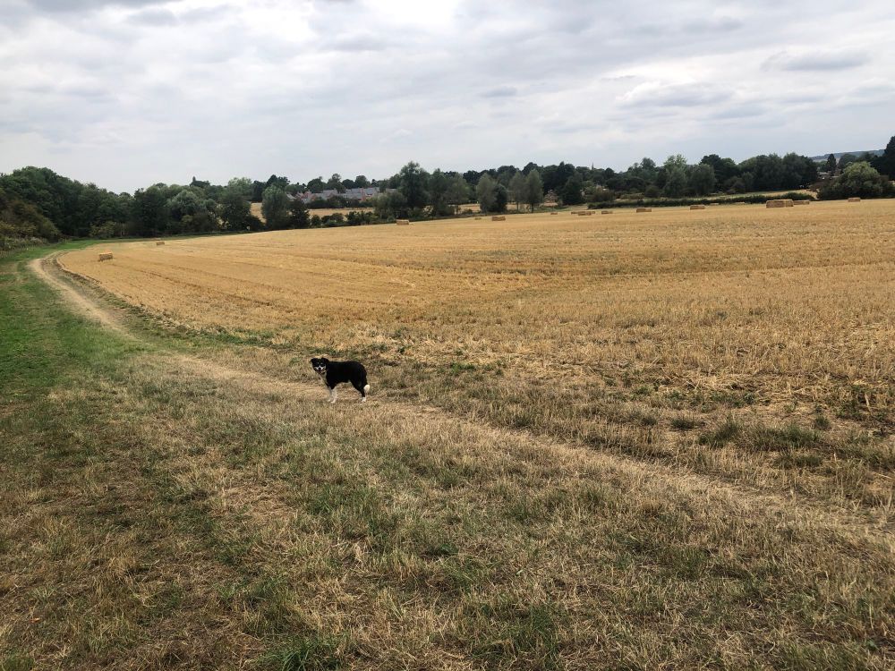 Seren in a brown field with hay bails.