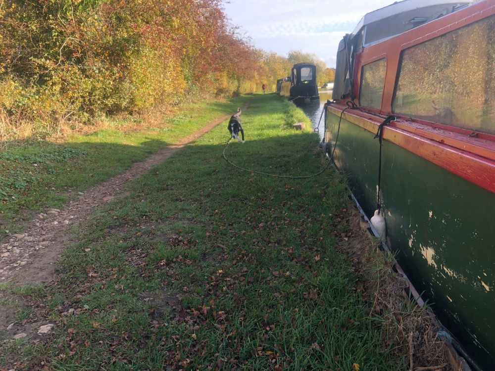 Ollie running on the sunny autumn towpath.