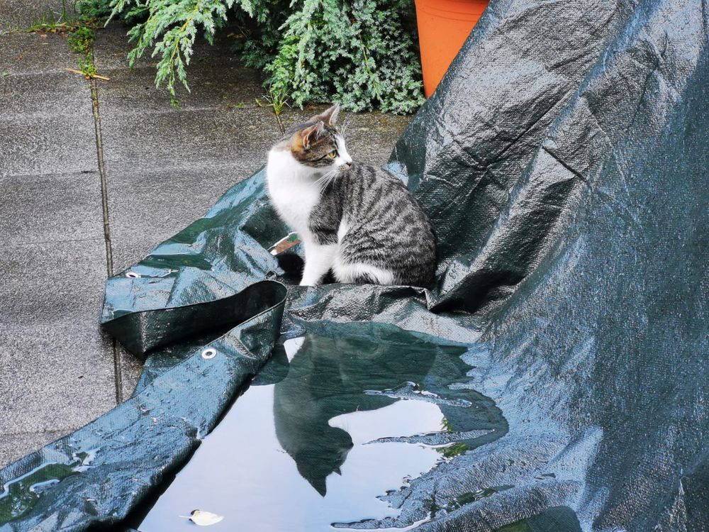 Clyde im Garten.