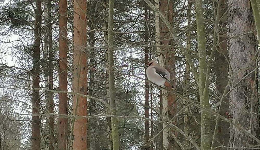 Round Bohemian waxwing (tilhi) on a small stick with a lot of similarly colored trees on the background helping it blend into the surroundings. Cloudy sky between the trees.