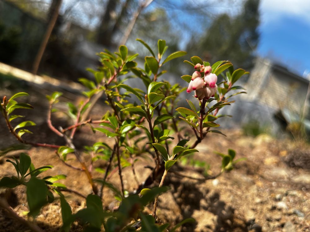 A small bush with small oval leaves. It has tiny tear drop shaped flowers that start light pink then slowly turn hot pink.