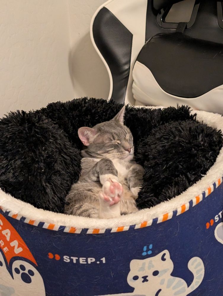 My gray cat, Aries, sleeping in his back in a cat bed