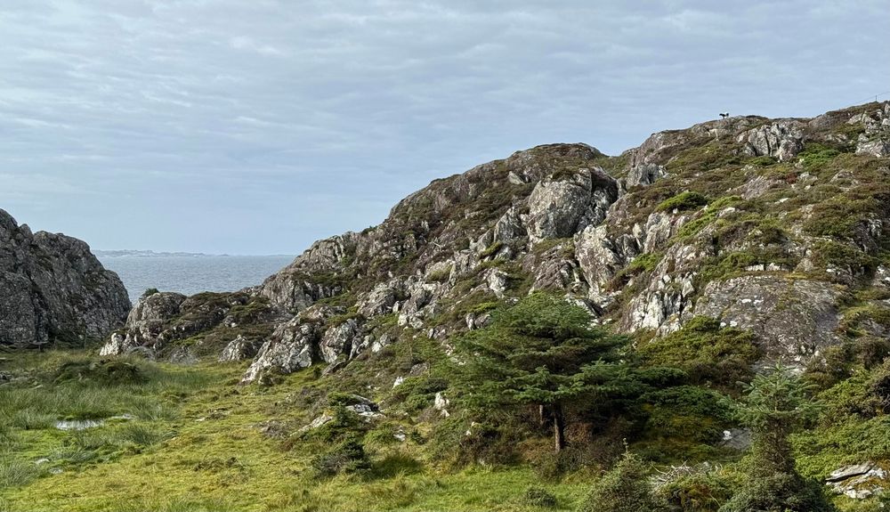 Ein grünes Tal umgeben von felsigen Hängen, unten in der Ferne das Meer mit Inseln, rechts ganz oben auf der Horizontlinie des Felsens steht sehr, sehr klein ein braun-weißes Lamm und schaut übers Tal.