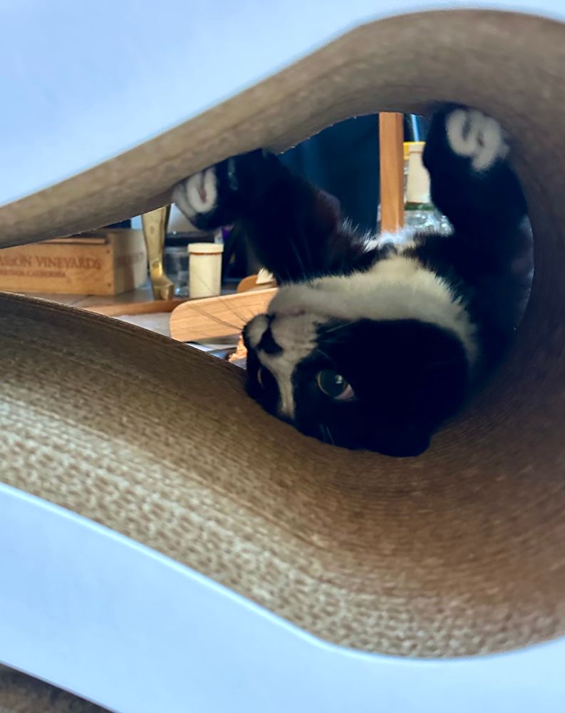 Simon, a little tuxedo cat, is upside down in a curved cat scratcher