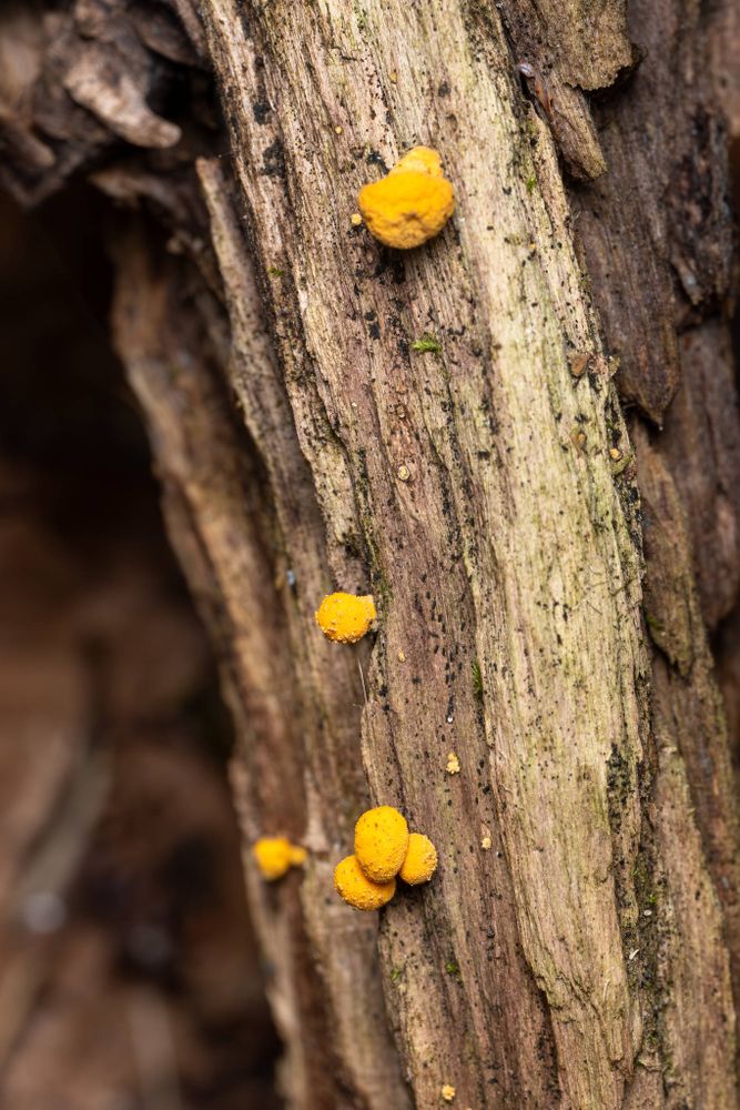  The image shows a close-up view of fungi growing on a tree trunk, possibly birch or maple, given their distinctive pattern of branches and bark. The fungi exhibit bright yellow, orange, and green colors, indicative of the mushroom's gills, which are typically visible when the cap is turned upwards. These mushrooms appear to be in an early growth stage as they have not yet fully developed a cap. They are growing on a layer of moss or lichen that has formed on the tree bark, providing a habitat for this type of fungi. The background is blurred but suggests a forested area with other plants and trees present. 