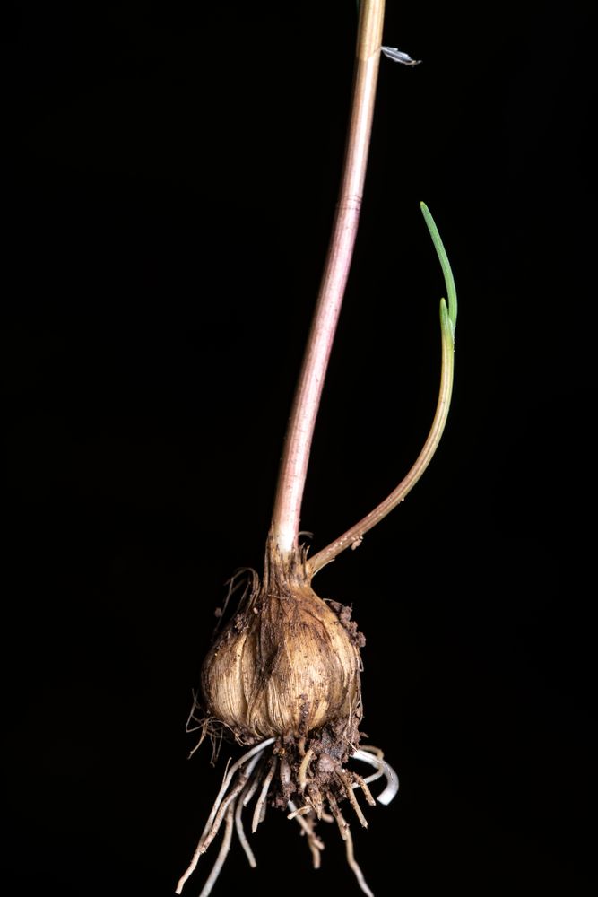  The image shows a close-up view of the plant named Allium vineale, commonly known as wild garlic. The plant is in its early stages of growth, featuring a small shoot with two leaves emerging from the ground. There are no visible flowers or buds on this shoot, indicating it is not yet mature enough to produce garlic bulbs. The plant's roots are exposed and spread out on the ground, showing several cloves attached to the main stem. The background of the image is a dark surface, providing a stark contrast that highlights the plant. There are no other objects or creatures visible in the frame. 
