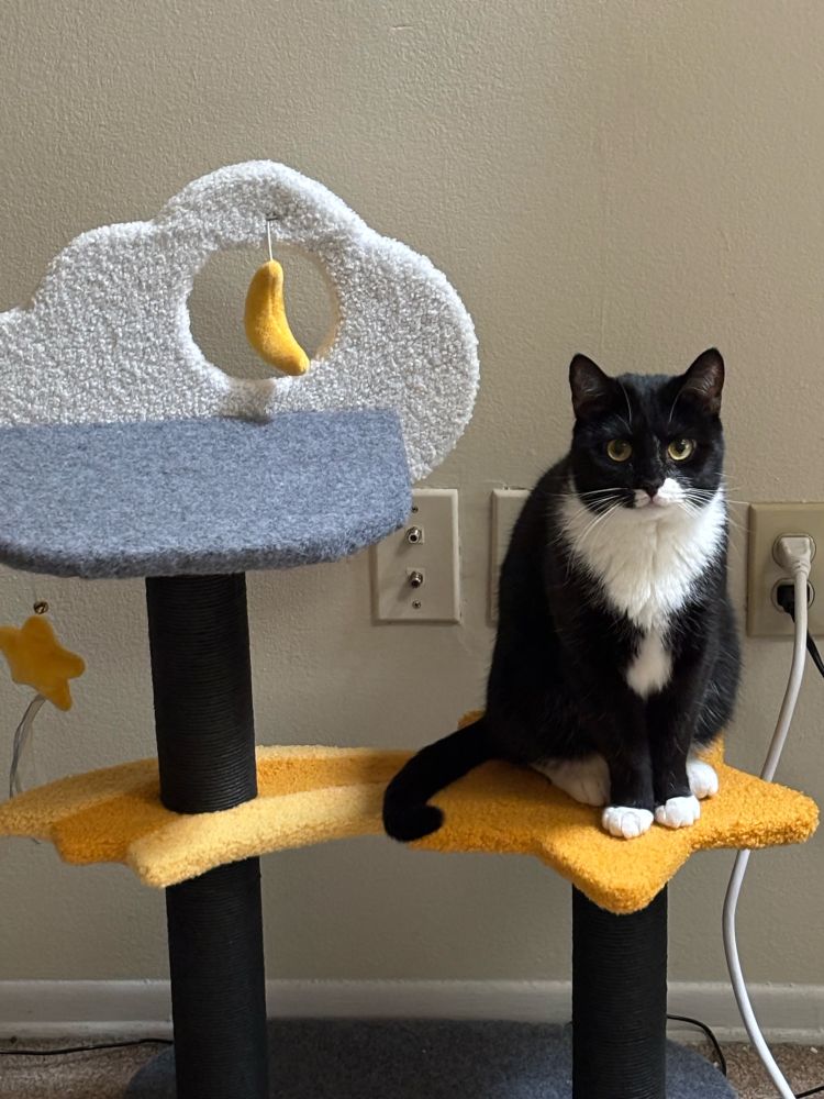 A photo of a tuxedo cat on a cat tree, looking directly at the camera. The cat is sitting very politely on the lower level of the tree, which is shaped like a shooting star.