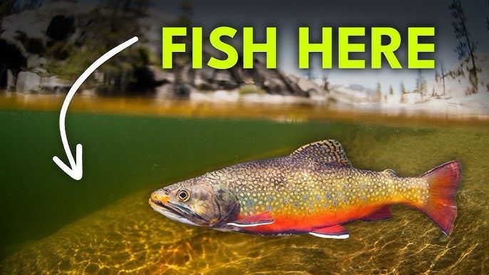 a picture of a rainbow trout photoshopped into a lake. there is yellow text above the trout that says “fish here” in all caps, and a white arrow pointing from the words to the trout