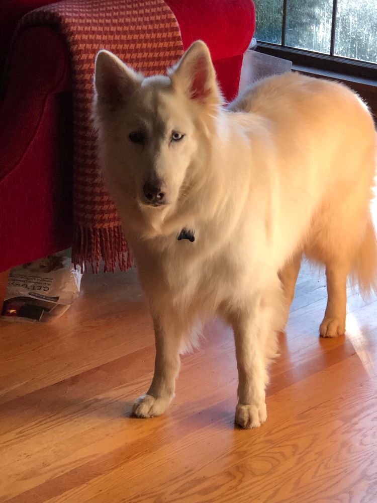 Fluffy longhaired white GSD with a slightly downcast look.