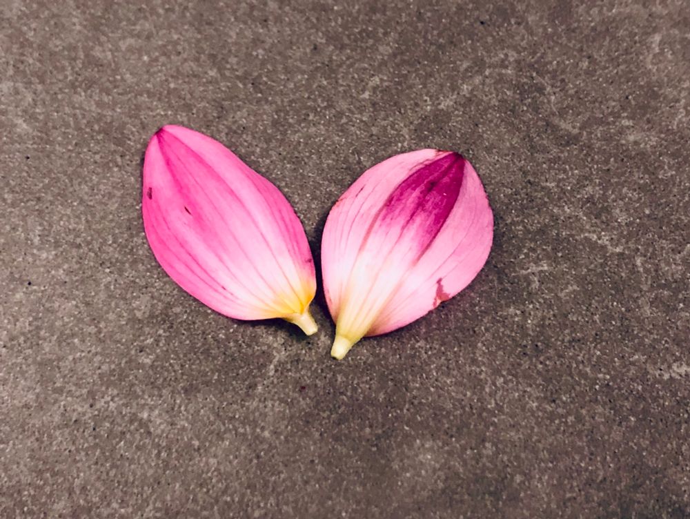 Two small oval pink petals on a gray quartz countertop. The petals are striped a more saturated pink and are yellow at the tip where they once joined the center of the flower. 