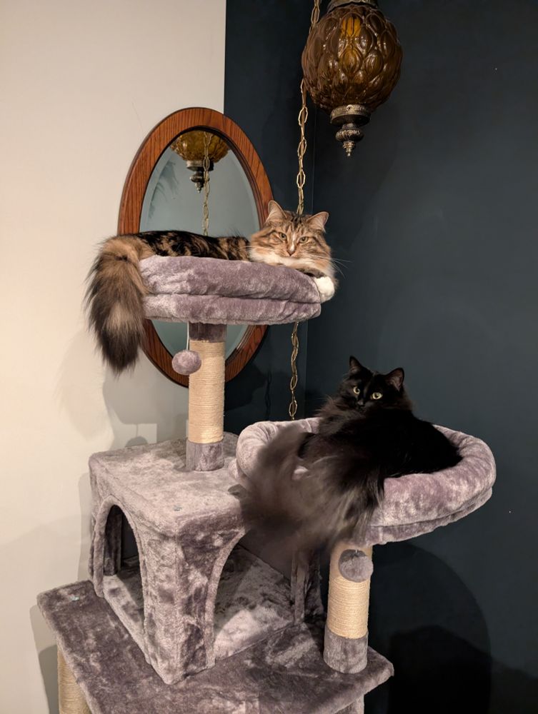 Our two cats on a cat tree. Eddie is on the highest platform, he is a fluffy tabby cat with cute white paws. Agnes is on the second highest platform. She is all black with a fluffy tail. 