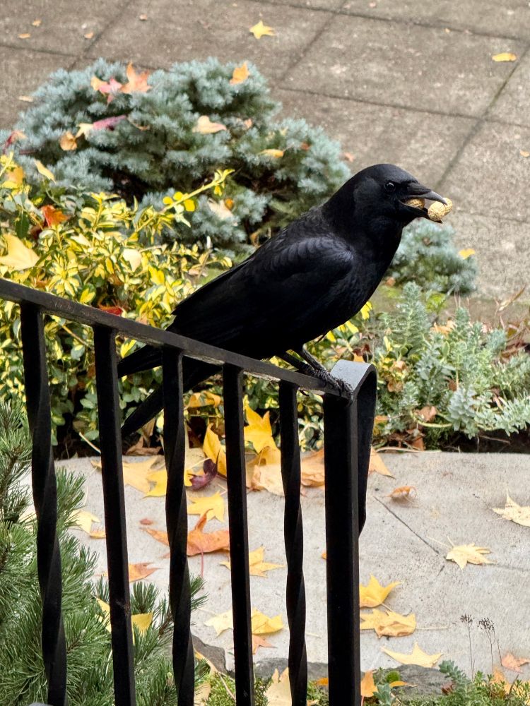 Airbud the crow with a peanut lunch