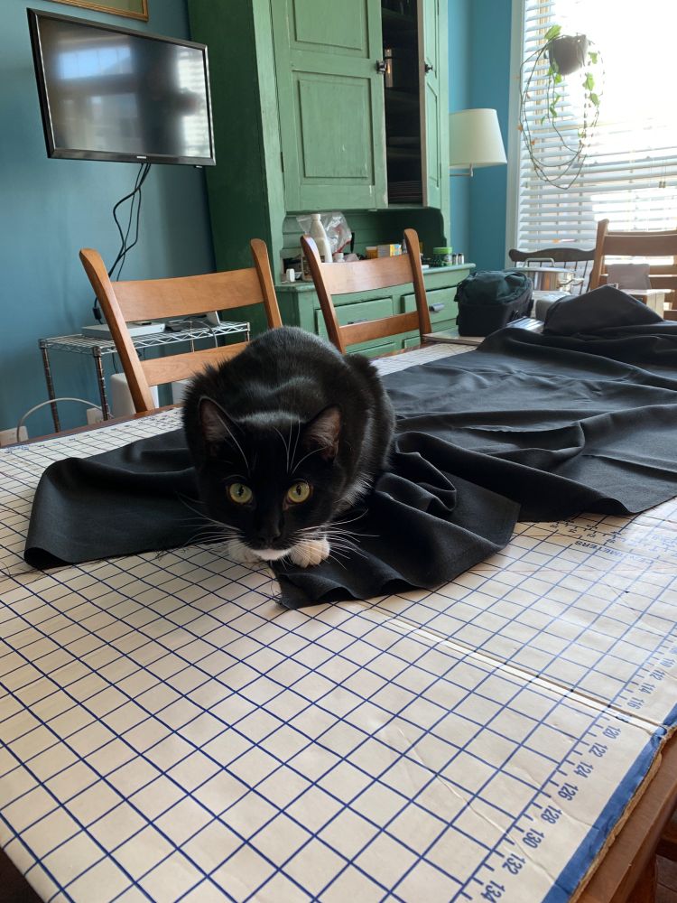 A black and white cat helps with a sewing project by sitting on top of the fabric. He looks directly at the photographer in defiance. 