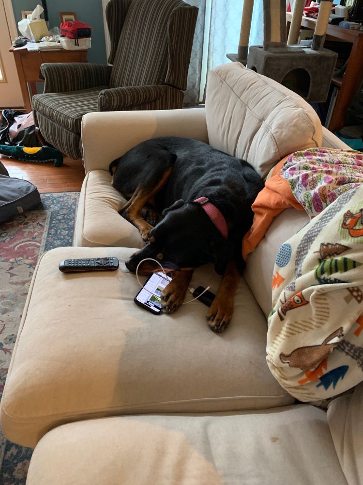 A large black and tan Rottweiler lies on a tan couch. In her front paws is an iPhone. Near her head is a tv remote. 
