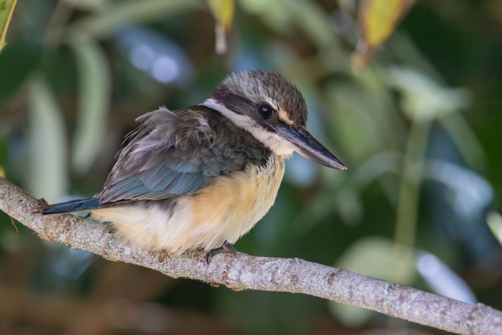 A kōtare perched on a branch. It's looking at the camera like a pro.