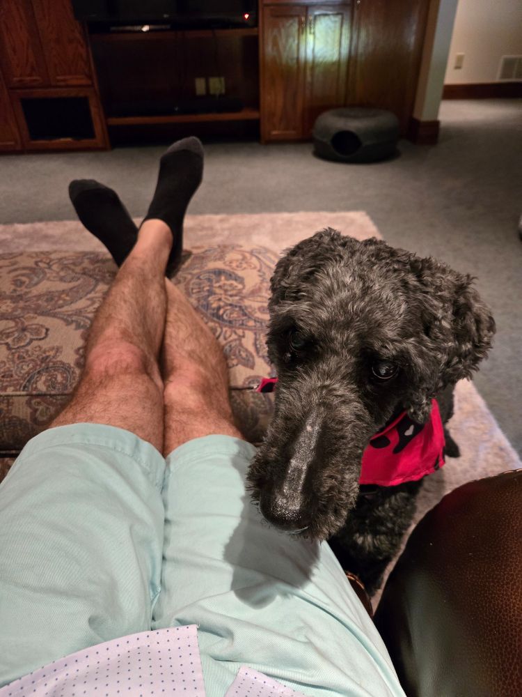 An old poodle begs for the end of my banana