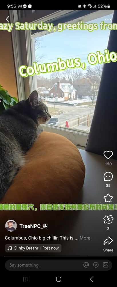 Cover photo of a Xiaohongshu post with my cat looking out a window