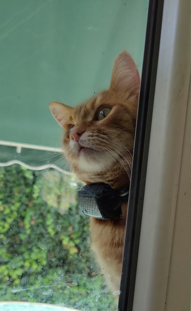 Orange cat with gps collar, outside 