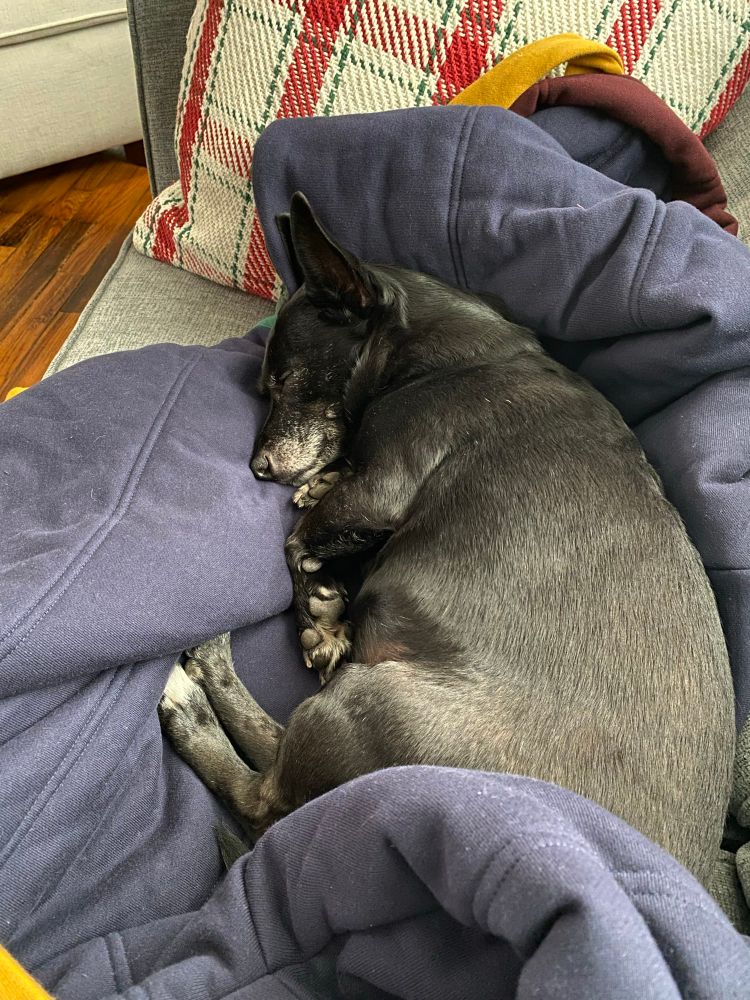 A little black dog is curled up on a blue blanket, asleep. He looks so fat in this one, it’s so funny. 