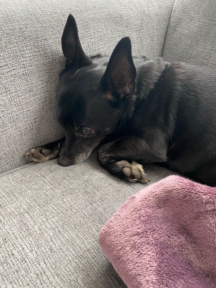 A little black dog with big, pointy ears snuggles on a grey couch. 