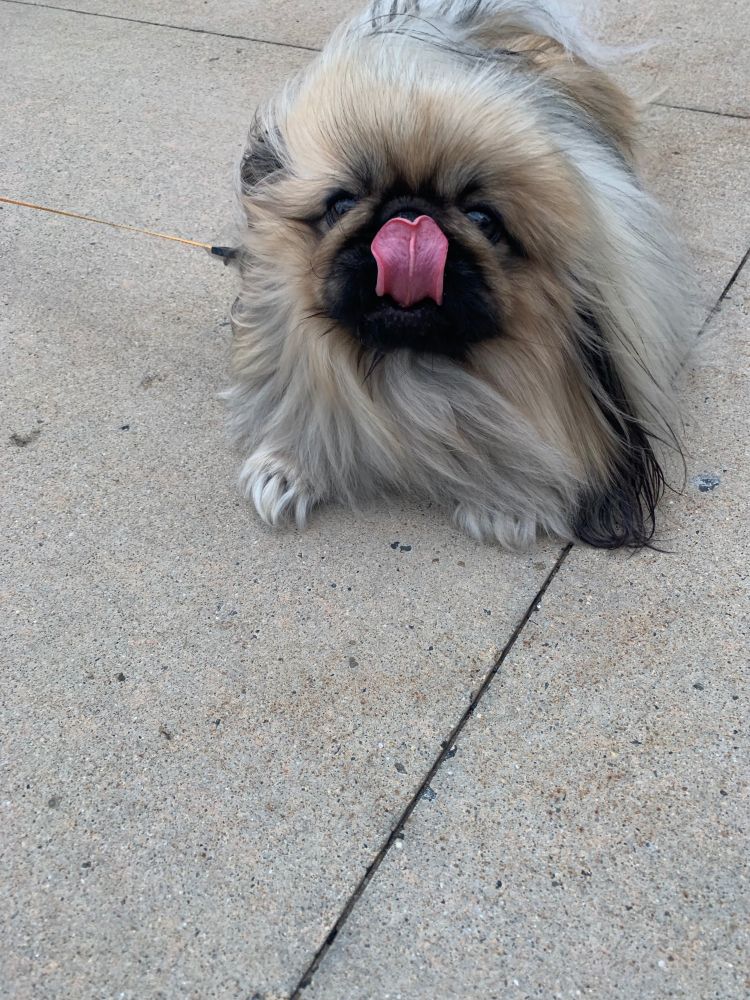 Little fluffy dog licking its nose.
