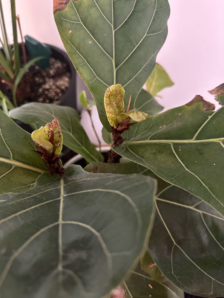 Photo of my plant showing several new leaves
