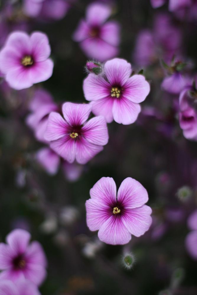 Giant herb robert (geranium maderense) flowers, close up, lots of bokeh