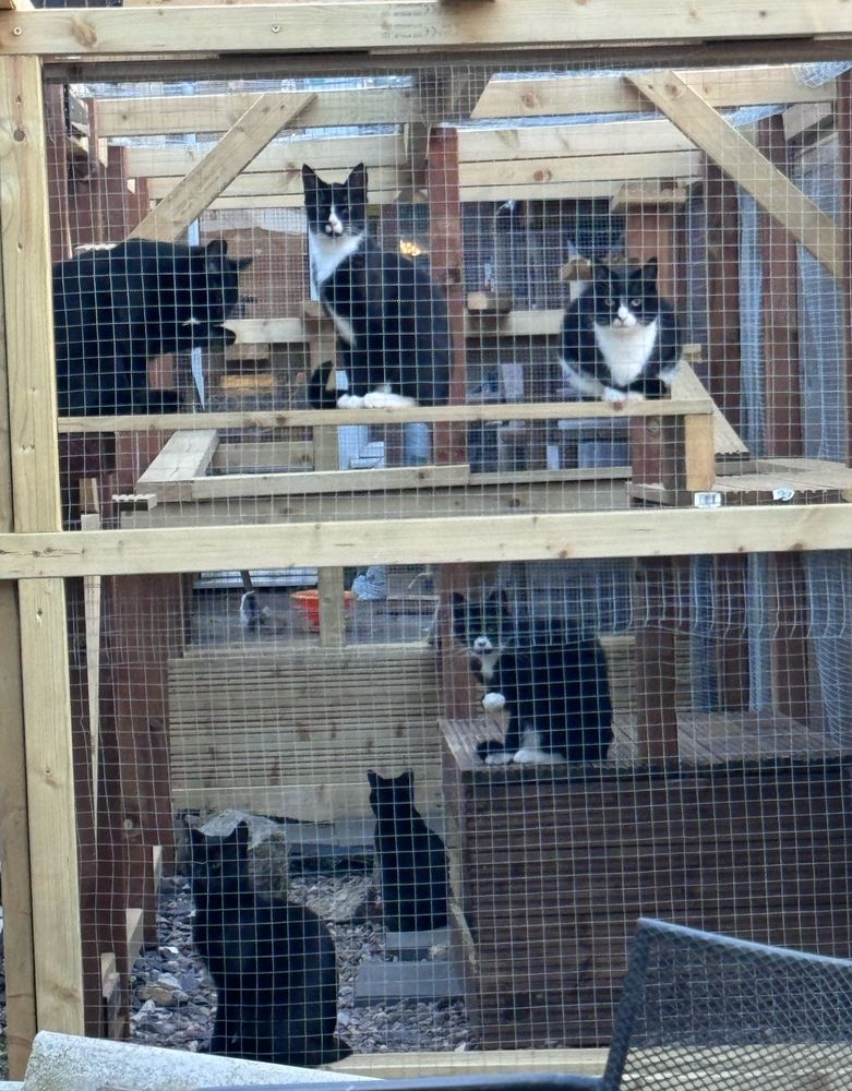 Our 6 cats outdoors in their catio.
