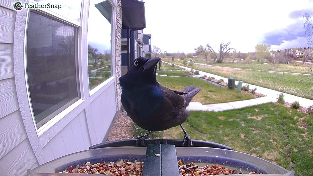 A black bird with blue and purple reflective feathers striking a jaunty pose with jis beak held high. 