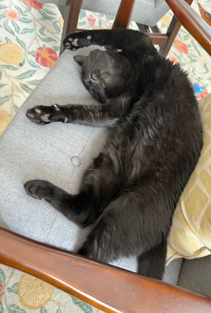 A large black cat asleep on his back with his front paws over his head. His belly looks soft and his chin is pointed at the ceiling. 