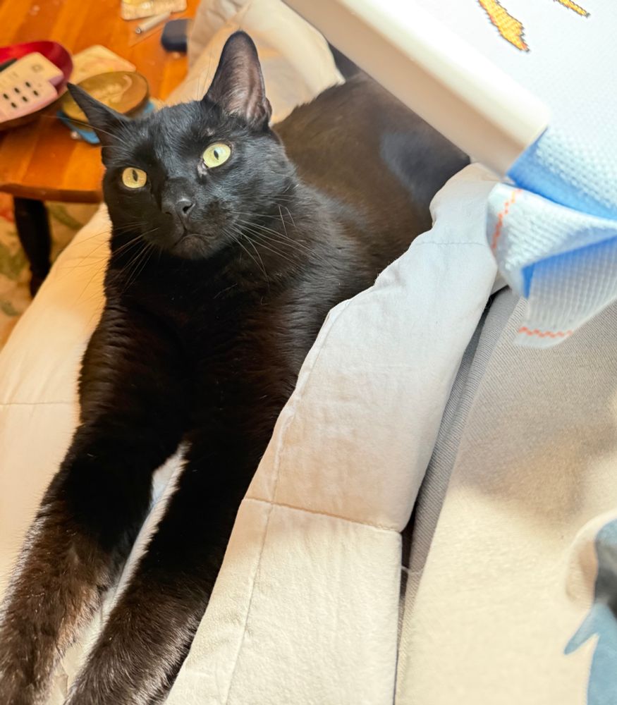 A black lying on a blanket with his arms stretched out in front of him and his green eyes wide open. Above him is the corner of an in-progress cross stitch with some orange shapes on it. 