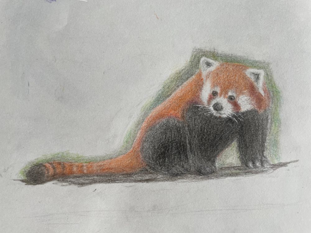 Red panda