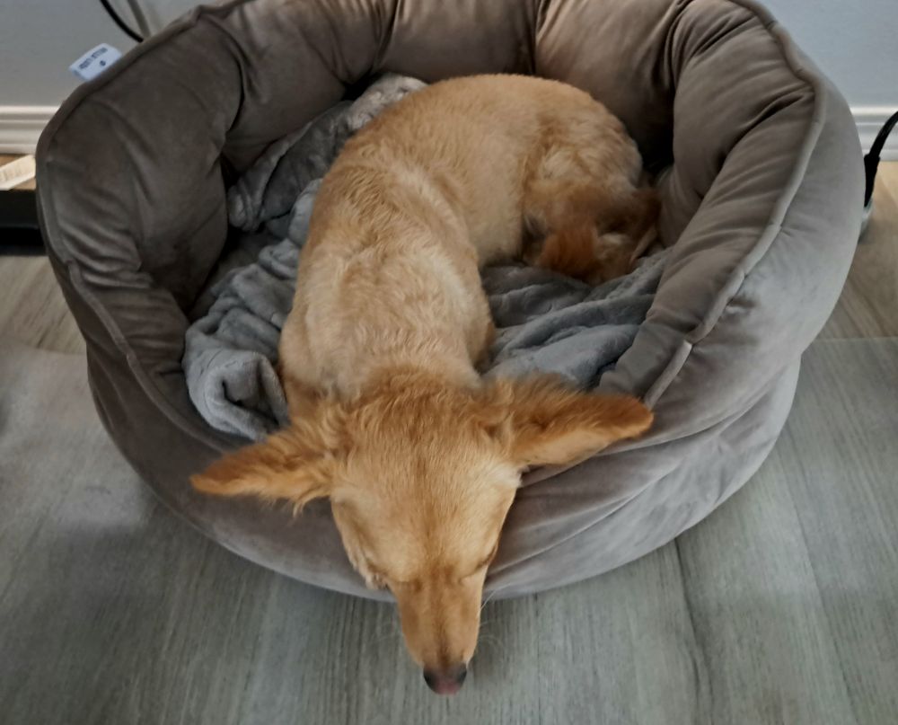 Frankie hangs out with Dad at work. 