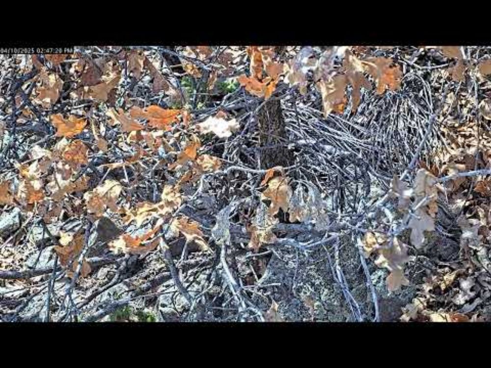 Colorado Rattlecam Livestream