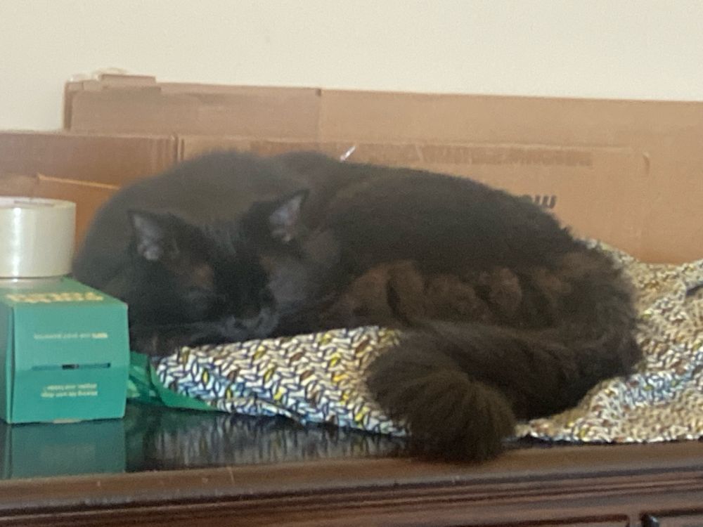 Kiki, my medium furred black kitteh curled up on of her many nap spots. This one is atop a chest of drawers. Made with some cushions and a sarong.