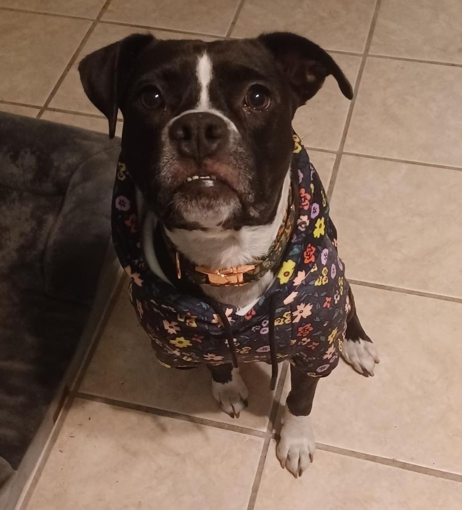 A black and white pitbull mix wearing a black hoodie with a floral print