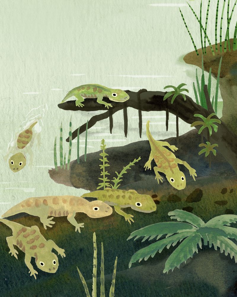 A group of Amphibamus crawling out of the water in the Carboniferous period.