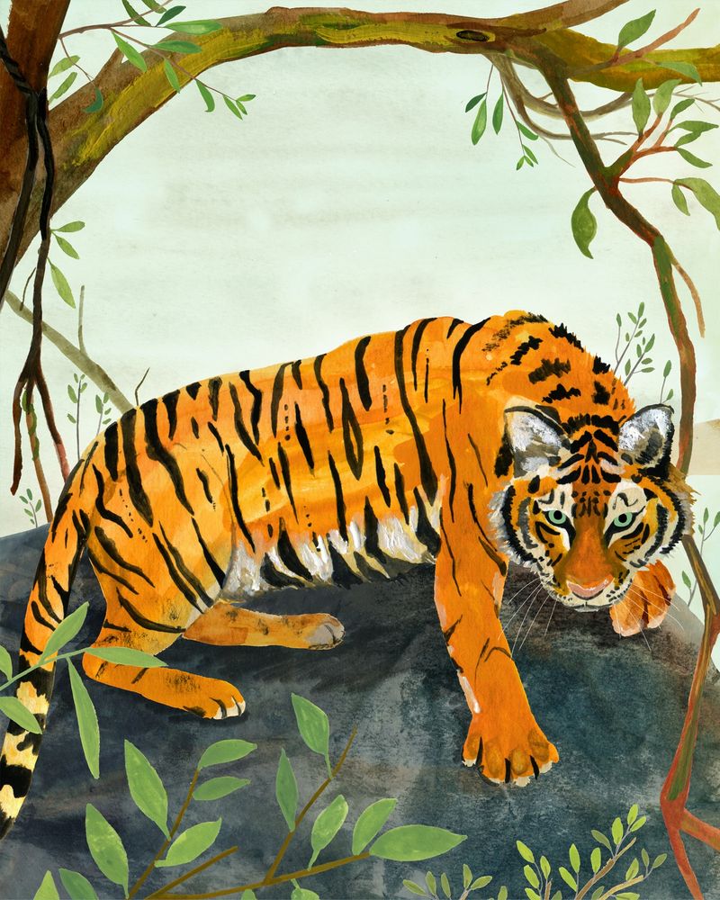 Tiger perched on a rock staring at it's prey