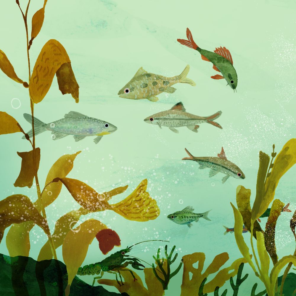 Fish swimming amongst some seaweed as a lobster hops along the bottom.
