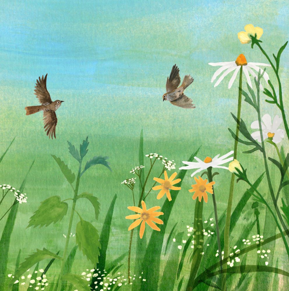 Flycatcher birds flying above a meadow