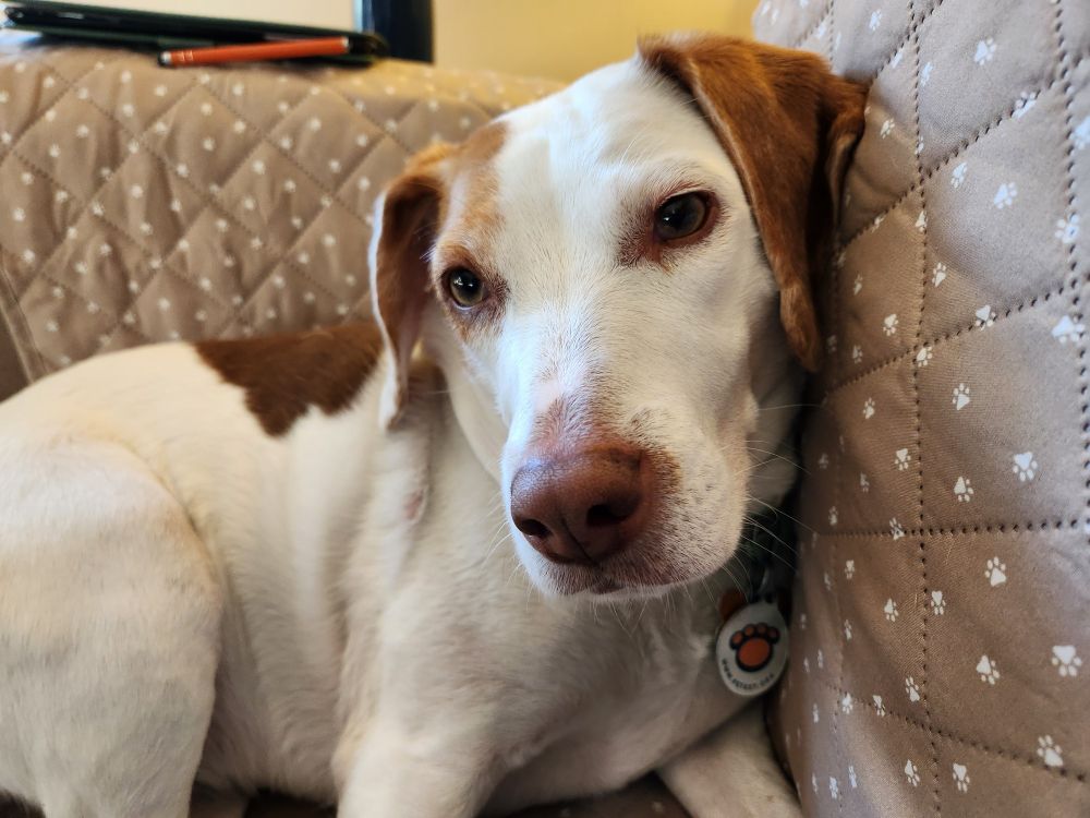 A white and brown beagle mix looks skeptical as she leans against the couch cushion 