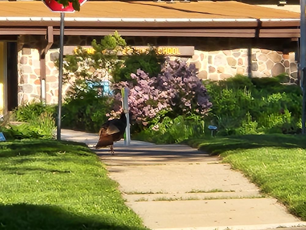 The object of all this attention: one hen turkey considering her options. She stands on the sidewalk a short distance from the guys.