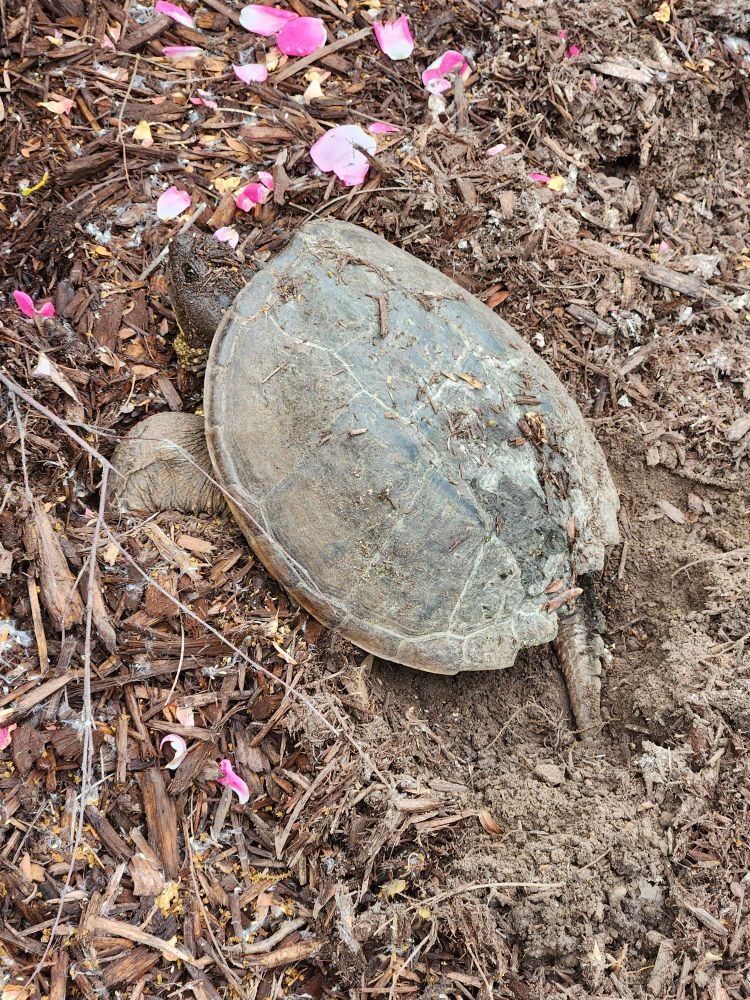 A largish snapping turtle digs into the ground, probably to build a nest. She's surrounded by dirt and mulch, and above her head are pink petals dropped from a rose bush (not in picture) 