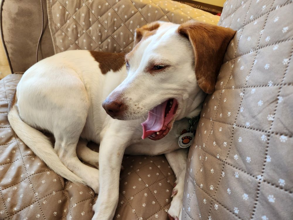 A white and brown beagle mix yawns 