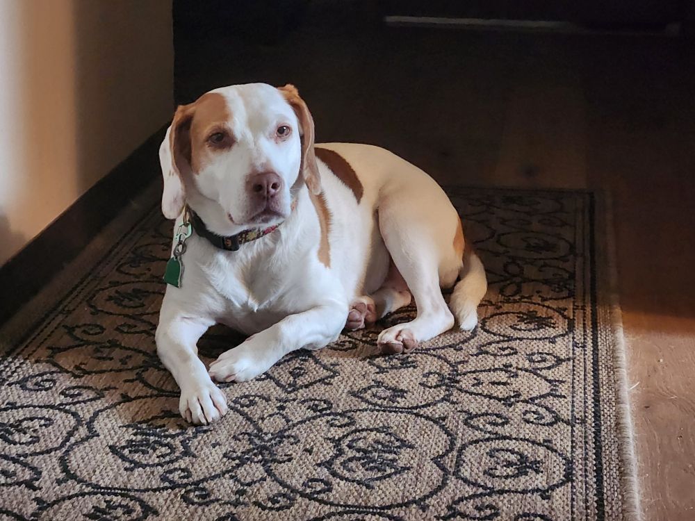 A white and brown beagle mix sits on a hallway runner with an expectant air. She is lit from the right. Her paws are artfully arranged.