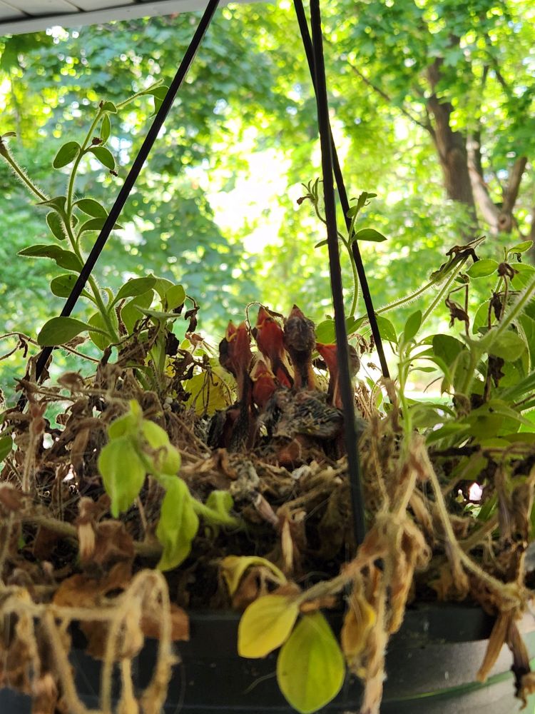Five finch babies beg for food. They're in a nest in a hanging flower basket (said flowers haven't survived the nesting situation). In the background are maple trees with leaves backlit by bright sunshine. 