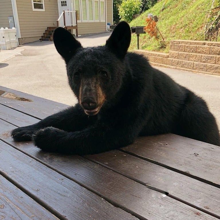 A bear sitting at a table outside in the sun ready to host the next episode of the Ursine Podcast where delicious humans discuss important topics with hungry bears. 

This episode - “Is dark matter gravy?”